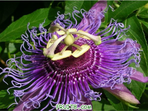 西番莲的花语是什么 西番莲背后象征了是什么意义