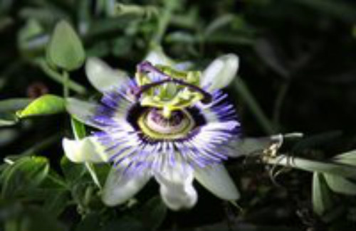 西番莲的花语是什么 西番莲背后象征了是什么意义