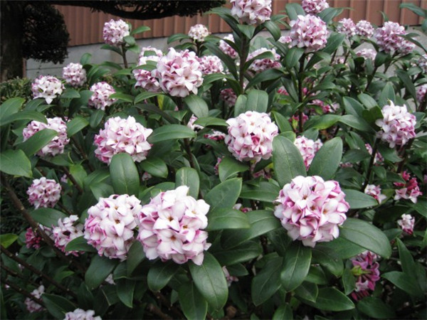 金边瑞香怎么修剪 要想金边瑞香造型好看修剪当然少不了