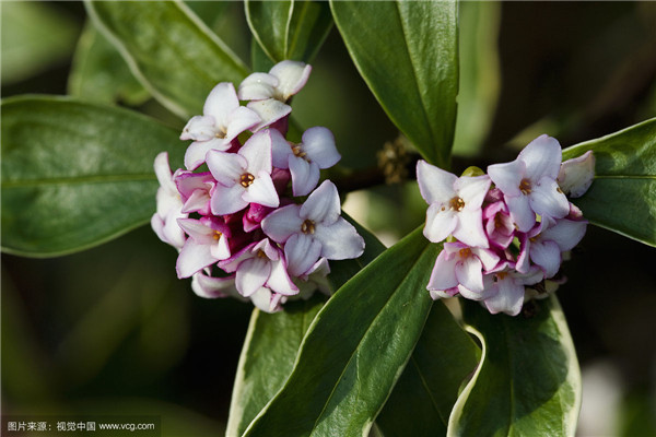 金边瑞香怎么修剪 要想金边瑞香造型好看修剪当然少不了