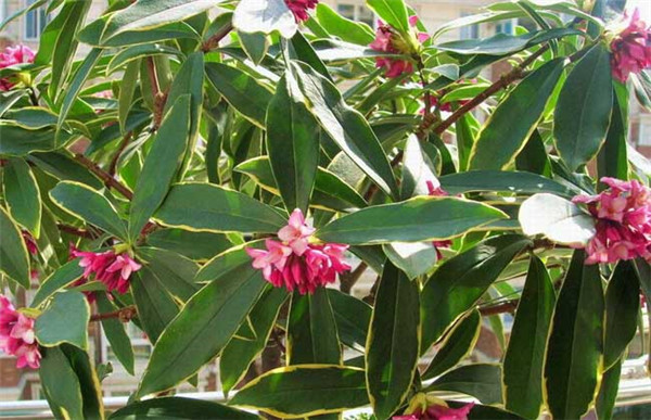 金边瑞香怎么修剪 要想金边瑞香造型好看修剪当然少不了