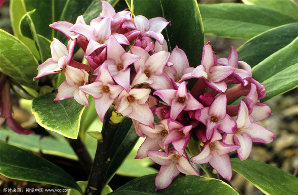 金边瑞香怎么修剪 要想金边瑞香造型好看修剪当然少不了