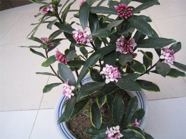 金边瑞香冬季怎么养 这样养护才可以让金边瑞香安全越冬哦