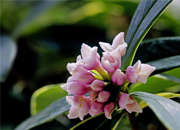 金边瑞香冬季怎么养 这样养护才可以让金边瑞香安全越冬哦