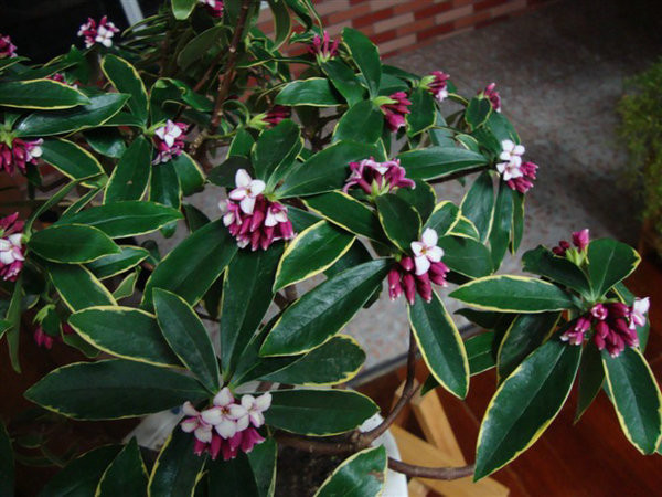 金边瑞香冬季怎么养 这样养护才可以让金边瑞香安全越冬哦