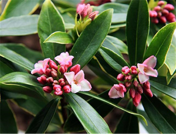 金边瑞香冬季怎么养 这样养护才可以让金边瑞香安全越冬哦