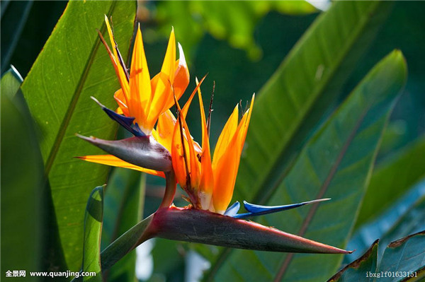 鹤望兰怎么养才长得旺盛 你不得不知道的鹤望兰养护小技巧