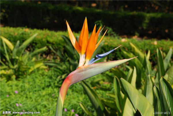 鹤望兰怎么养才长得旺盛 你不得不知道的鹤望兰养护小技巧