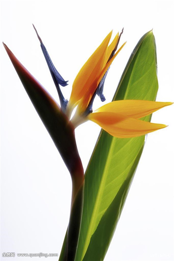 鹤望兰怎么养才长得旺盛 你不得不知道的鹤望兰养护小技巧