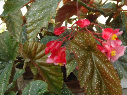 竹节海棠掉叶子怎么办 这些处理方法一定要记住哦