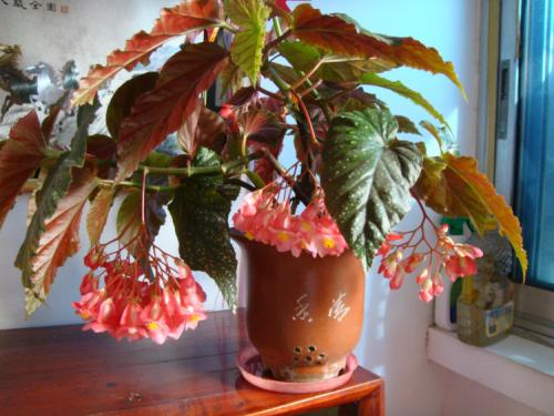 竹节海棠掉叶子怎么办 这些处理方法一定要记住哦