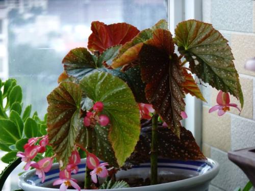 竹节海棠掉叶子怎么办 这些处理方法一定要记住哦