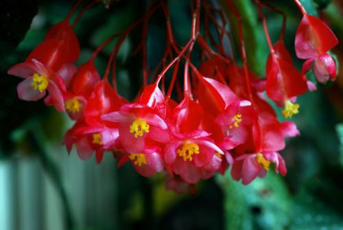 竹节海棠掉叶子怎么办 这些处理方法一定要记住哦