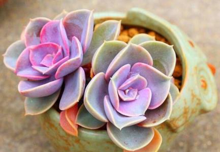 ��������ô��ˮ��������  �����������齽ˮ��ѧ������