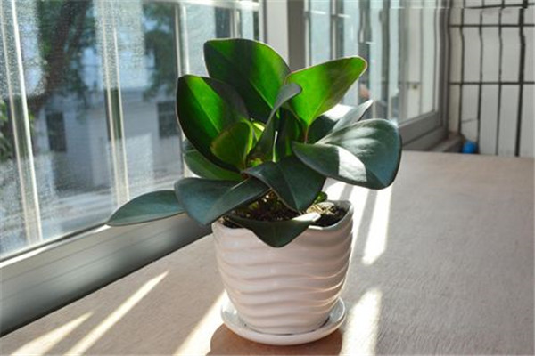 碧玉花的扦插方法图解 这样扦插的碧玉花更容易存活哦