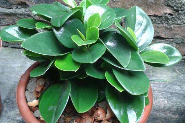 碧玉花的扦插方法图解 这样扦插的碧玉花更容易存活哦