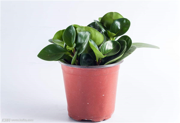 碧玉花的扦插方法图解 这样扦插的碧玉花更容易存活哦