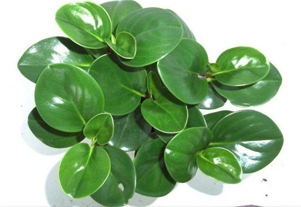 碧玉花的扦插方法图解 这样扦插的碧玉花更容易存活哦