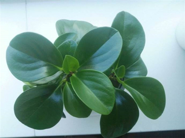 碧玉花的扦插方法图解 这样扦插的碧玉花更容易存活哦