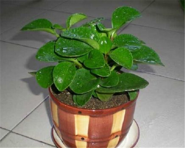 碧玉花的扦插方法图解 这样扦插的碧玉花更容易存活哦