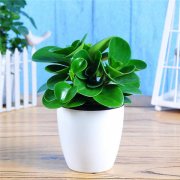 ���񻨿���ˮ���� ����ˮ�෽����ע����������Щ��