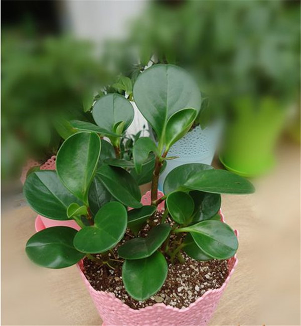 碧玉花叶子发黄怎么办 这里有碧玉花叶子发黄的解决办法哦