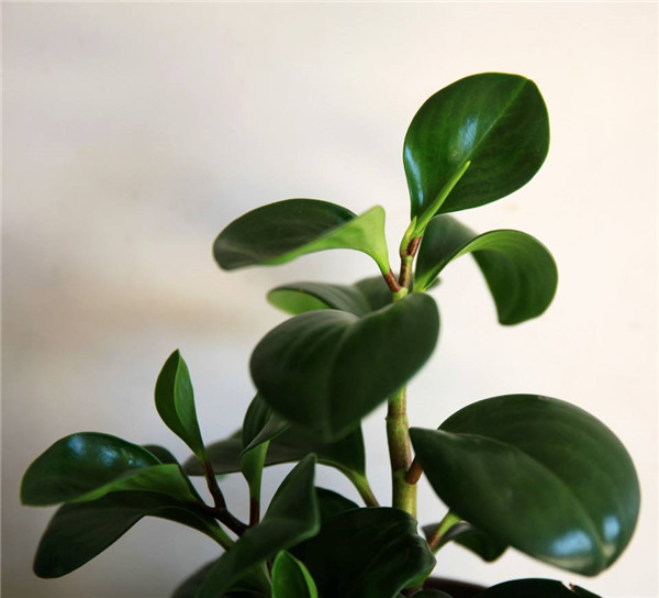 碧玉花叶子发黄怎么办 这里有碧玉花叶子发黄的解决办法哦