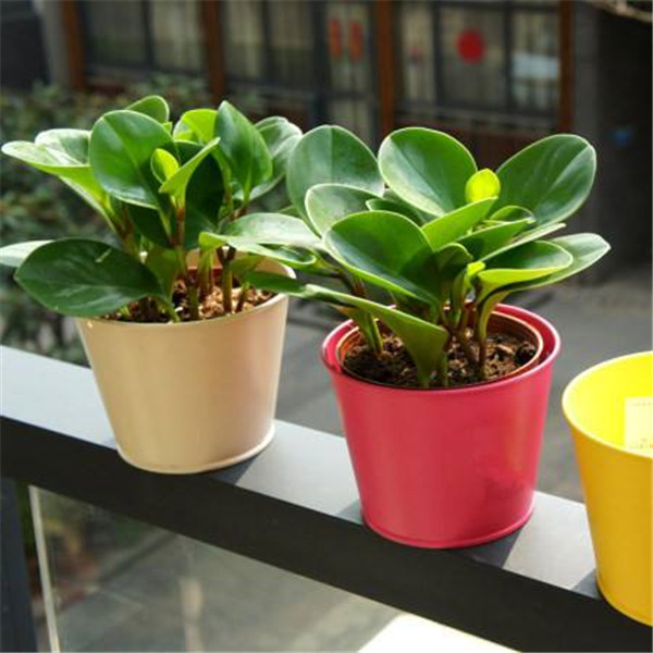 碧玉花叶子发黄怎么办 这里有碧玉花叶子发黄的解决办法哦