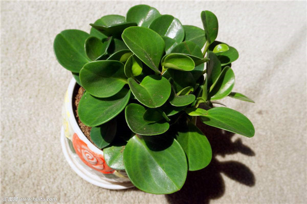 碧玉花叶子发黄怎么办 这里有碧玉花叶子发黄的解决办法哦