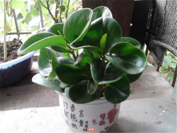 碧玉花叶子发黄怎么办 这里有碧玉花叶子发黄的解决办法哦