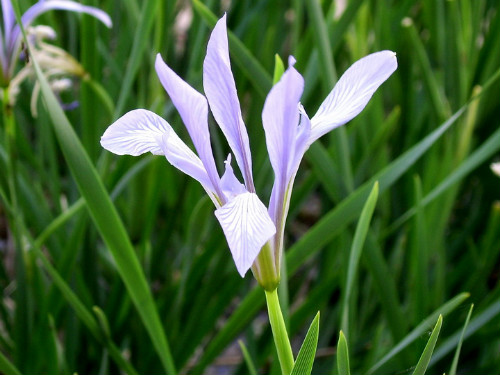 马兰花有什么功效与作用 没想到马兰花还有这么多好处啊