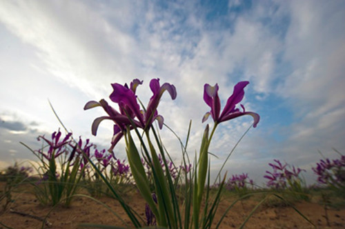 马兰花有什么功效与作用 没想到马兰花还有这么多好处啊
