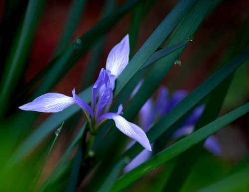 马兰花有什么功效与作用 没想到马兰花还有这么多好处啊