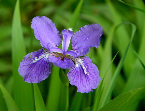 马兰花有什么功效与作用 没想到马兰花还有这么多好处啊