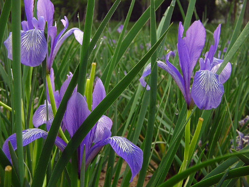 马兰花的花语是什么意思 马兰花象征着什么精神
