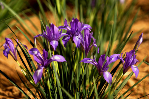 马兰花的花语是什么意思 马兰花象征着什么精神