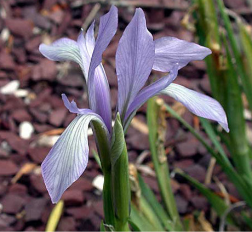 马兰花的花语是什么意思 马兰花象征着什么精神