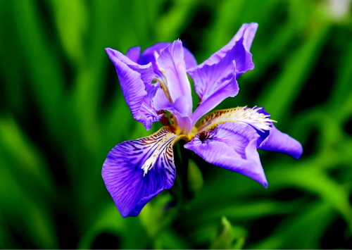 马兰花的花语是什么意思 马兰花象征着什么精神