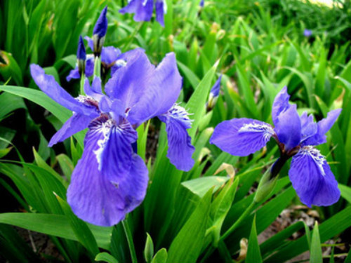 马兰花的花语是什么意思 马兰花象征着什么精神