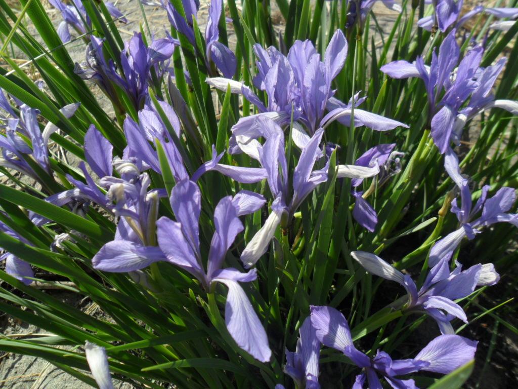 马兰花怎么养殖方法如何 马兰花这样养生长得更好哦