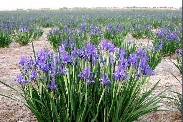 马兰花怎么养殖方法如何 马兰花这样养生长得更好哦