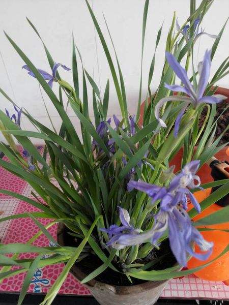 马兰花怎么养殖方法如何 马兰花这样养生长得更好哦