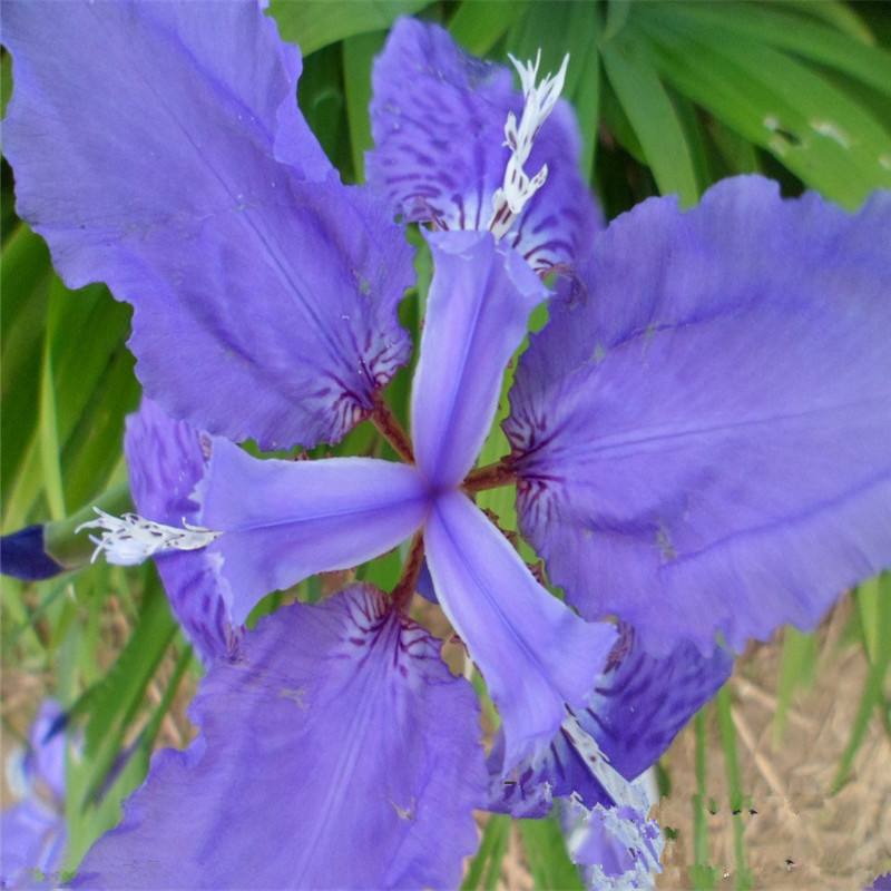 马兰花怎么养殖方法如何 马兰花这样养生长得更好哦