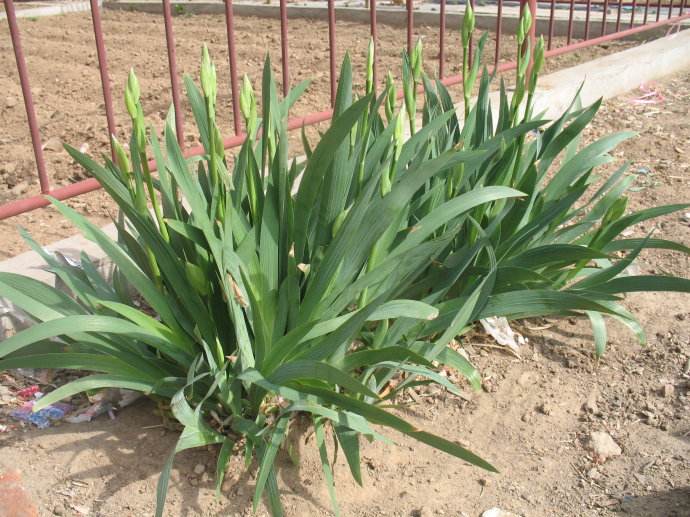 马兰花怎么养殖方法如何 马兰花这样养生长得更好哦