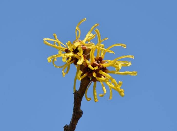 金缕梅怎么种植 金缕梅的养殖方法和注意事项看这里