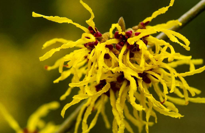 金缕梅怎么种植 金缕梅的养殖方法和注意事项看这里