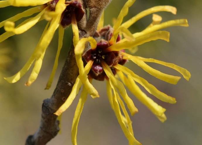 金缕梅怎么种植 金缕梅的养殖方法和注意事项看这里