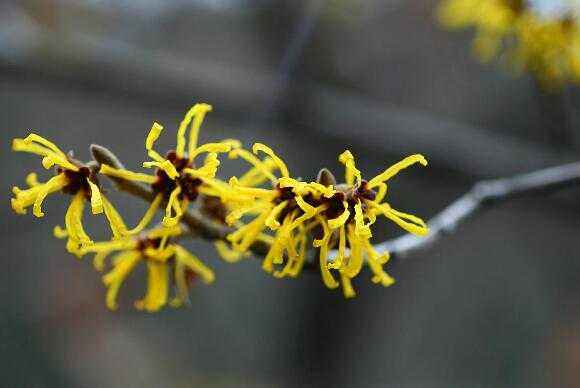 ����÷�Ĺ�Ч����������Щ  ����÷�������������������