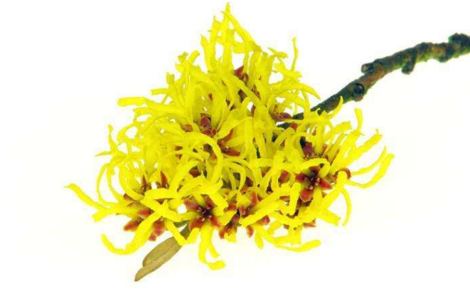 ����÷�Ĺ�Ч����������Щ  ����÷�������������������