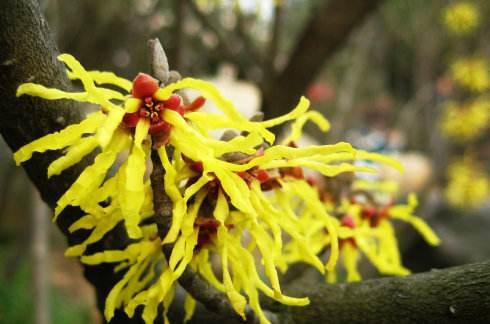 ����÷�Ĺ�Ч����������Щ  ����÷�������������������